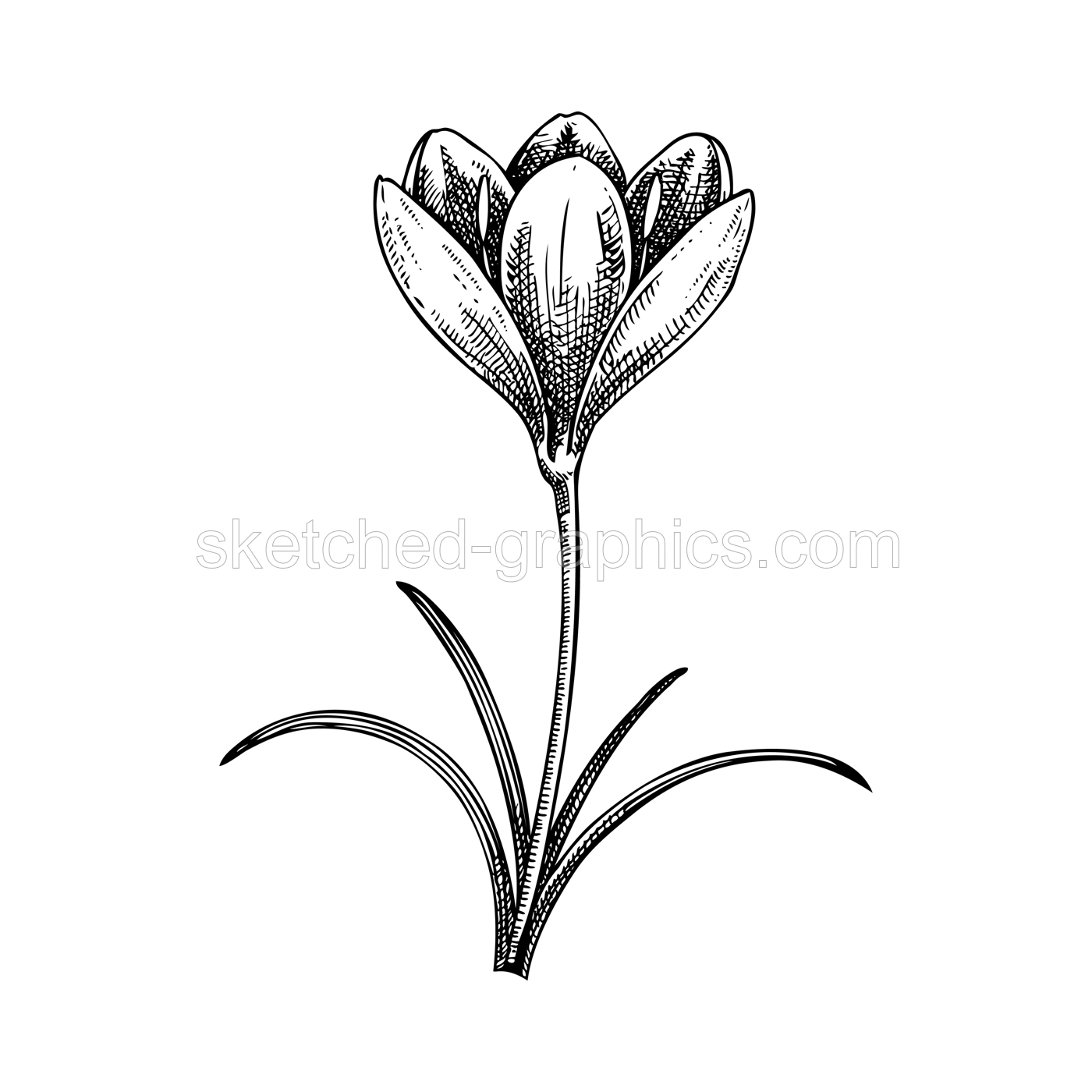 Saffron sketch. Crocus wildflower illustration. Vector spice plant drawing. Hand-drawn spring design element. NOT AI generated Illustration